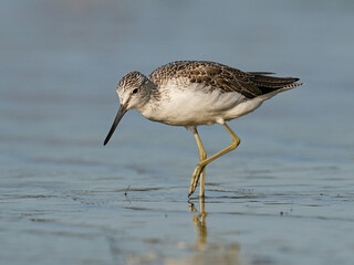 Common greenshank (Tringa nebularia)