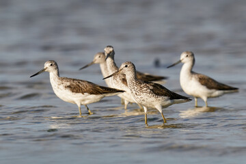 Common greenshank (Tringa nebularia)