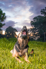 German Shepherd dog lying on the grass with a blue sky in the background