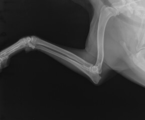 Obraz premium X Ray. Radius and Ulna in Dog. Dog Radiograph