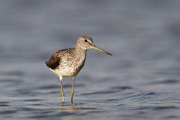Common greenshank (Tringa nebularia)