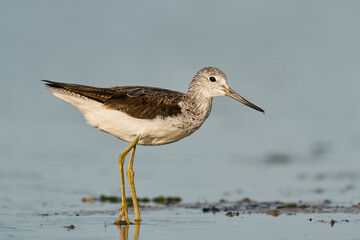 Common greenshank (Tringa nebularia)