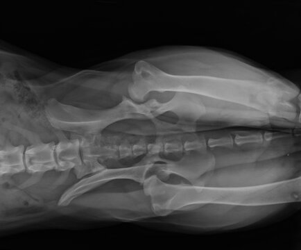 Dog X Ray Showing Canine Bilateral Hip Dysplasia. Ventral View