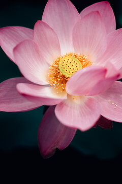 Lotus flower in pond