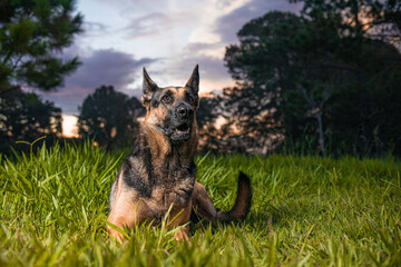 German Shepherd dog lying on the grass with a blue sky in the background