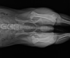 Dog X Ray Showing Canine Bilateral Hip Dysplasia. Ventral View