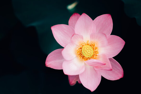 Lotus flower in pond
