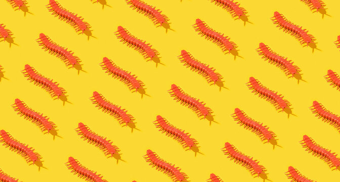Centipede on yellow