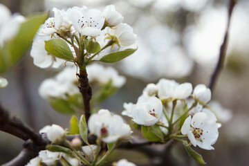 White beautiful flowers of a growing pear