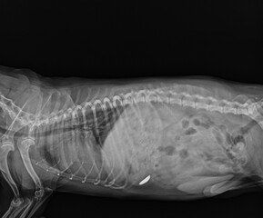 Dog Abdominal X Ray Showing Foreign Body in Stomach. Dog Abdominal Radiograph Lateral View