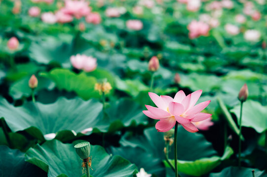 Lotus flower in pond
