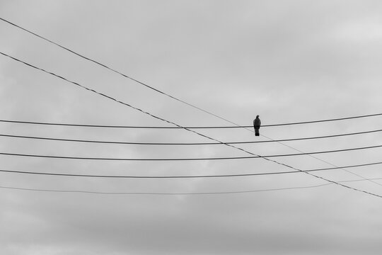 Pigeon on power cables
