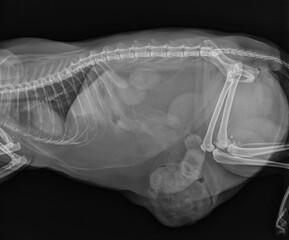 Cat X Ray Herniation of the Intestins Through Abdominal Wall Defect