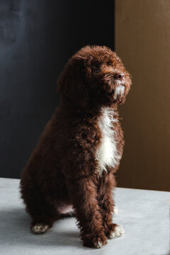 Trained Dog Breed Lagotto Romagnolo In Nature.