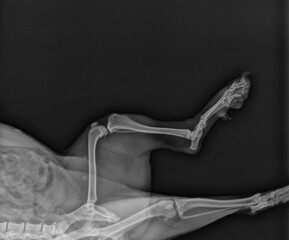 Dog X Ray Radiograph of a Dogs Knee Medial View 