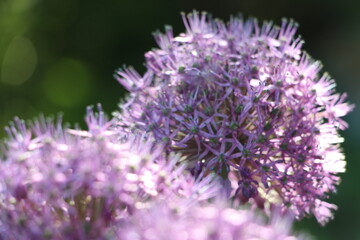 Large purple flower of decorative onion