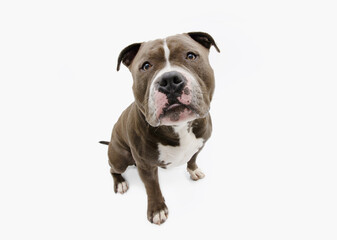 Funny Portrait sad american bully begging food. Isolated on white backgorund.