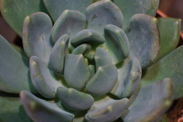 arrangement of the succulents or cactus succulents overhead or top view.