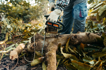 A man sawing firewood with a chainsaw in a organic avocado plantations in Málaga, Andalusia, Spain. Pruning season