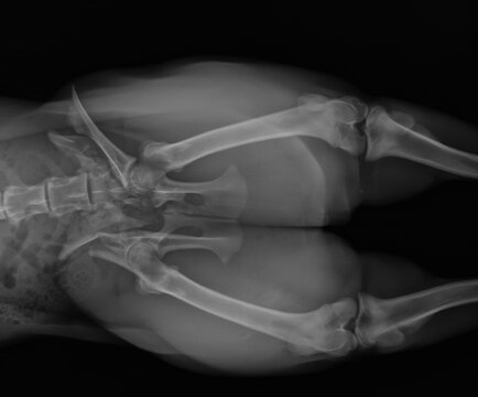 Dog X Ray Showing Pelvic Fracture