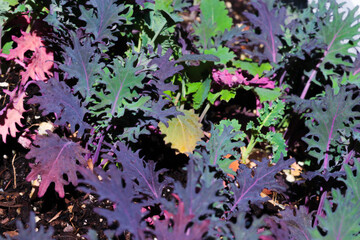Obraz na płótnie Canvas Kale growing in garden
