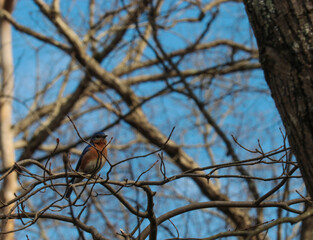 bird on a branch