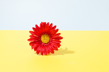 The red gerbera flower hovers on a yellow-blue background..