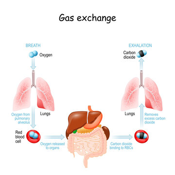 Gas exchange. Respiration or Breathing.