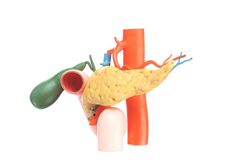 Anatomically accurate illustration of human pancreas with gallbladder, duodenum and blood vessels. Side view. 3d rendering