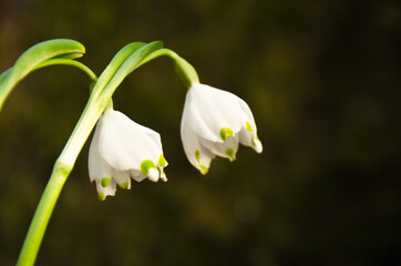 Two single blossoms of beautiful white blooming spring snowflakes, wild in a forest