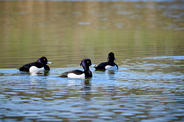Fototapeta premium Tufted Ducks in a pond ( Aythya fuligula ) 