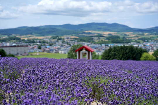 Beautiful lavender fields in Japan