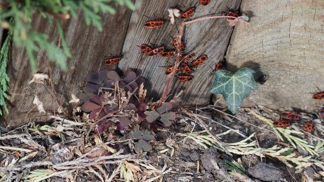 Pyrrhocoris apterus | Vid&eacute;o groupe d'insectes, gendarmes, punaise rouge ou pyrrhocores accoupl&eacute;s