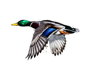 Duck from a splash of watercolor, colored drawing, realistic. Vector illustration of paints - obrazy, fototapety, plakaty