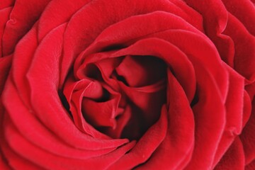 Naklejka premium red rose closeup