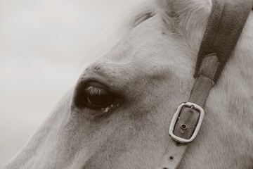 Pferdekopf mit Halfter © Manfred Richter