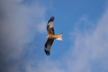 Ein Rotmilan im Flug