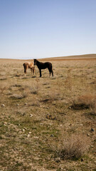 A group of horses standing in a steppe arid scenery with afternoon sunlight