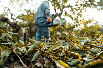 Selective focus of a man with a chainsaw in a organic avocado plantations in Málaga, Andalusia, Spain. Pruning season. Copy Space