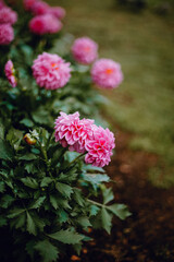 green bush with pink flowers in a park or garden. flowering bush in the garden