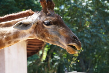 Zoo animals