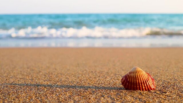 Beautiful seashell on the sandy beach and sea waves on a sunny summer day. Concept of summer, beach vacation.