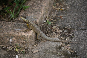brazilian nature