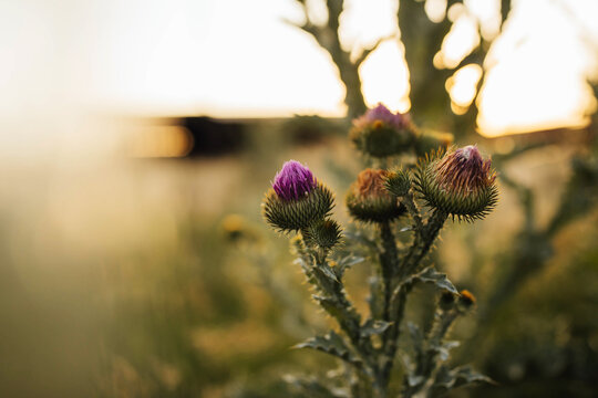 Thistles At Sunset