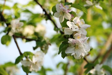 Blooming apple tree branch on a blurry background