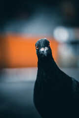 pigeon looking with orange eyes