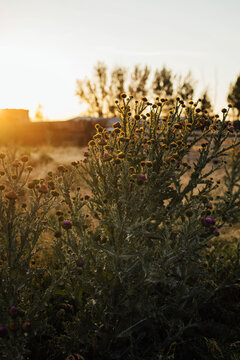 Thistles At Sunset