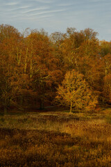 Fototapeta premium autumn in the forest