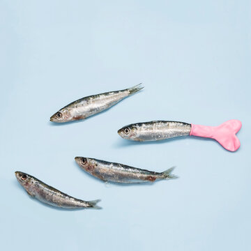 Mermaid sardine