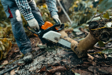A man sawing firewood with a chainsaw in a organic avocado plantations in Málaga, Andalusia, Spain. Pruning season
